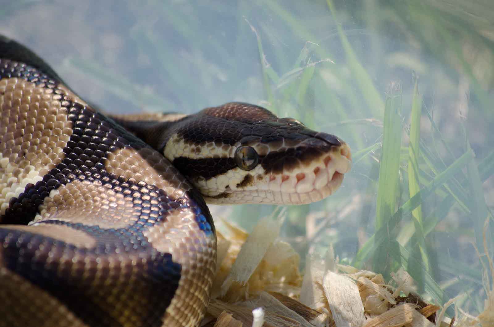 Yellowbelly Male
