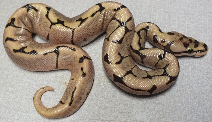 Pacific Pythons