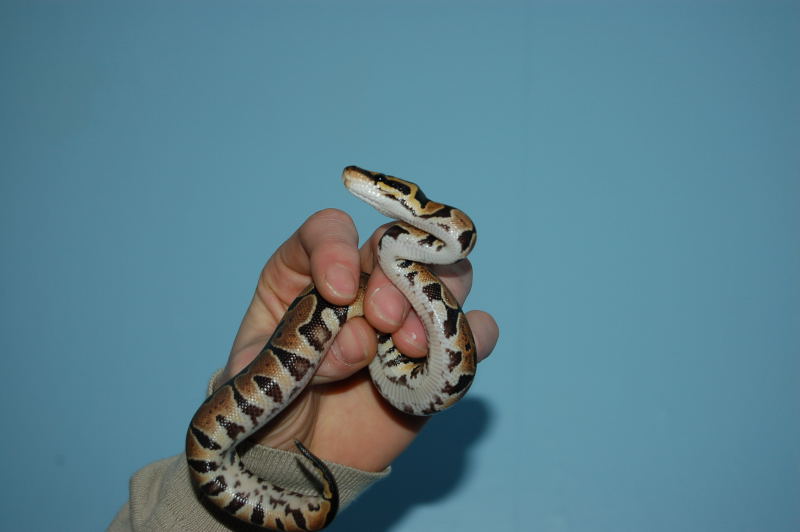 vera