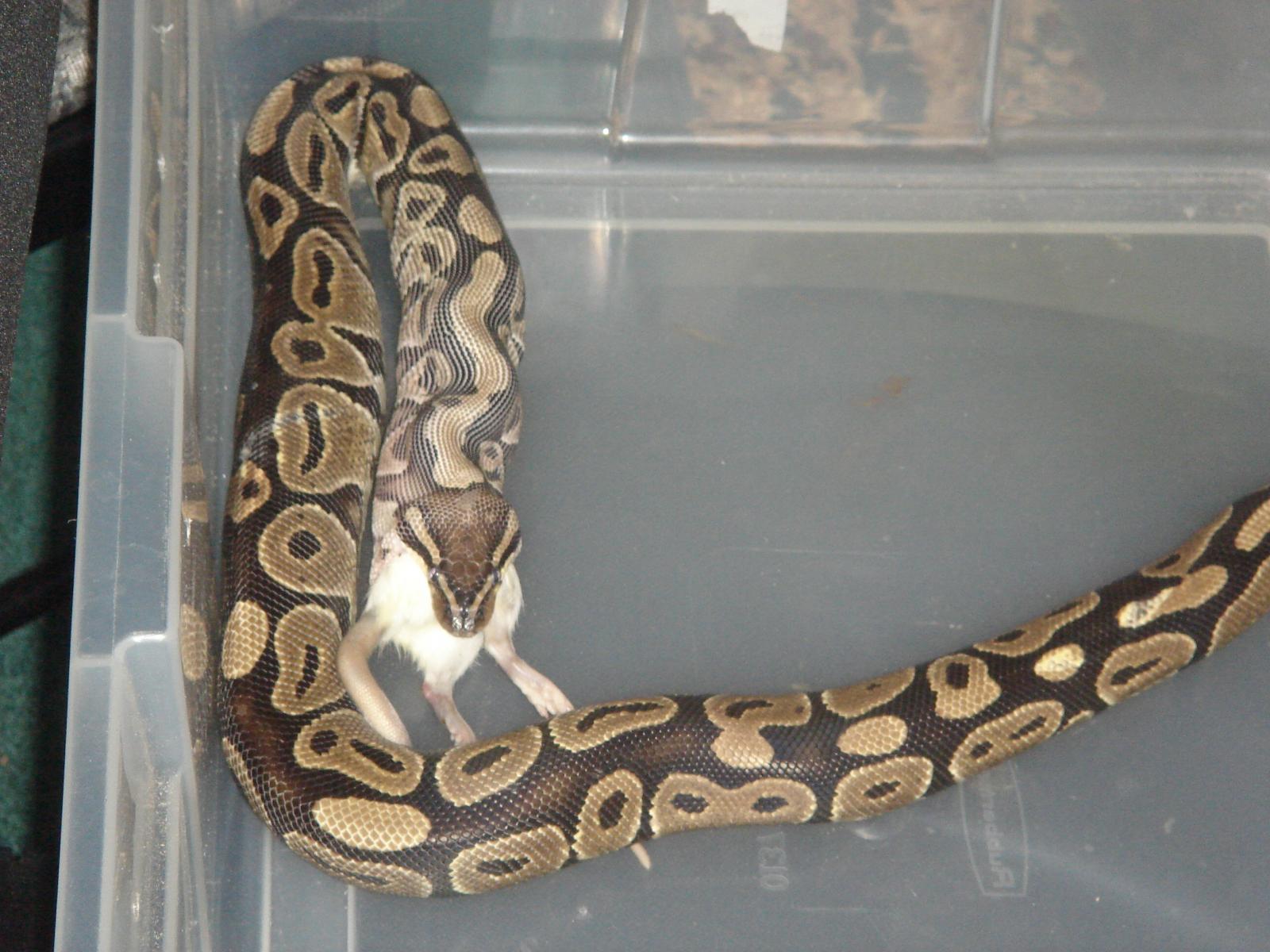 mint_reptiles's gallery