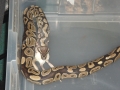 mint_reptiles's gallery