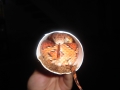 mint_reptiles's gallery