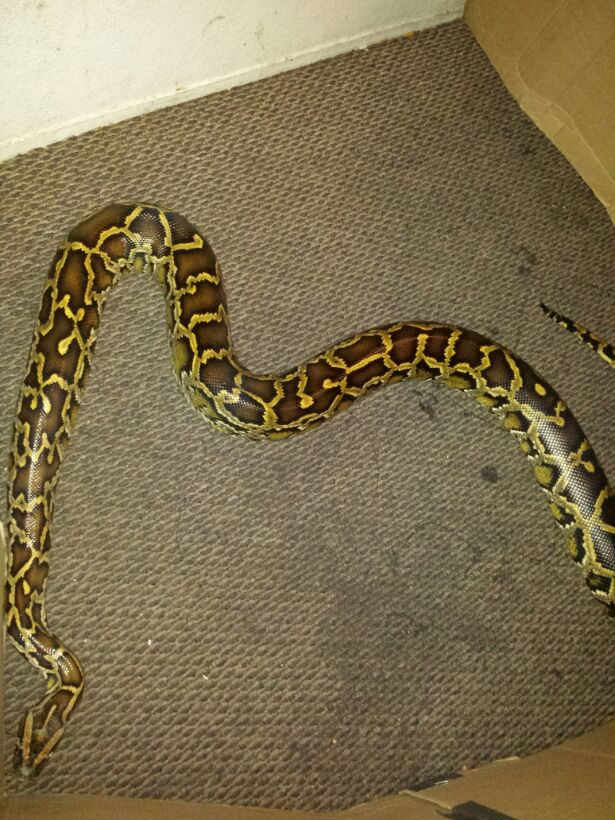 Burmese python for sale