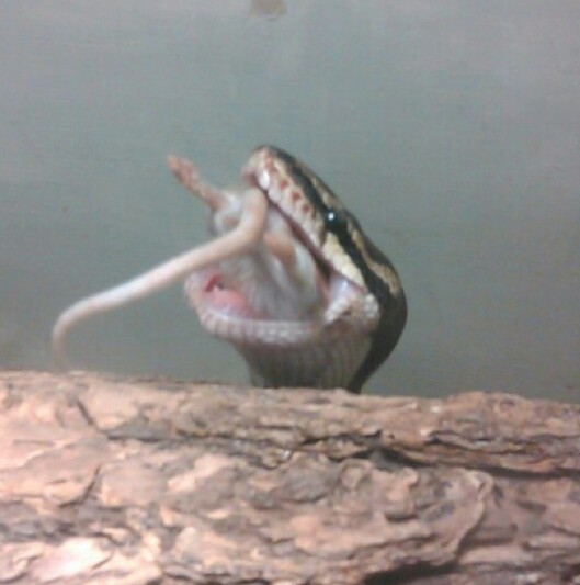 nom