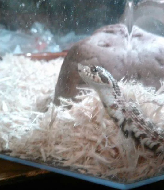 Snooot