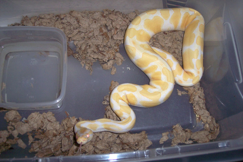 albino