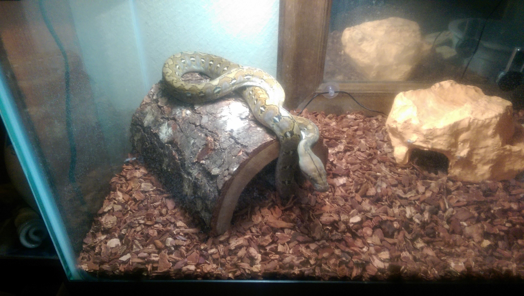 4 month old Jampea