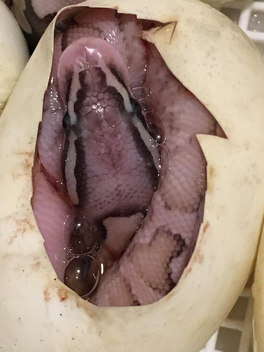 Lesser Pastel Yellow belly