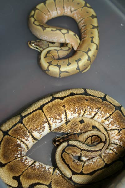 Feb 2 Honey Bee Male & Spider Female 2