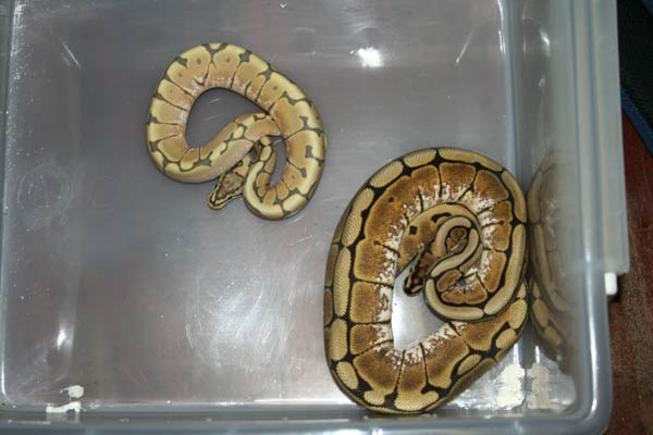Feb 2 Honey Bee Male & Spider Female 3
