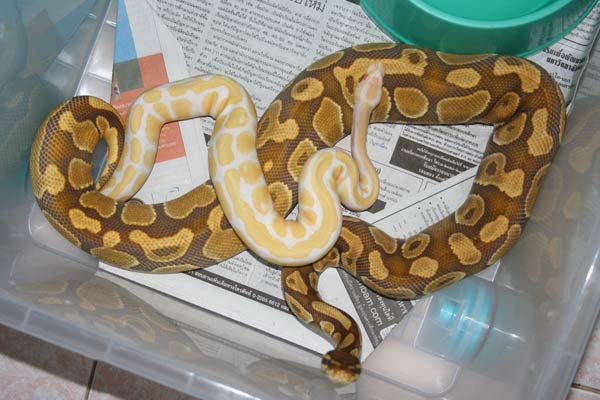 albino & caramel albino