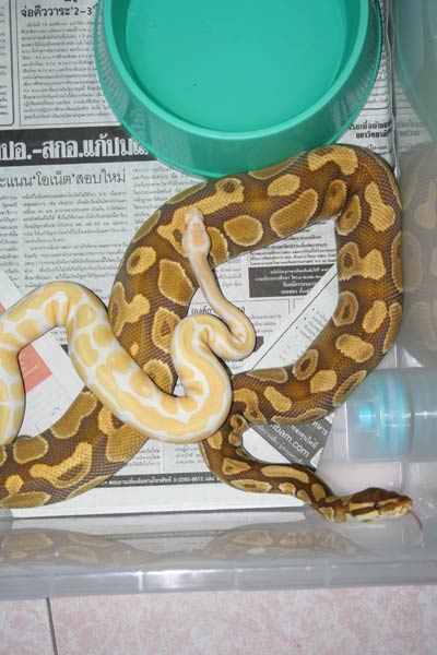 albino & caramel albino 2