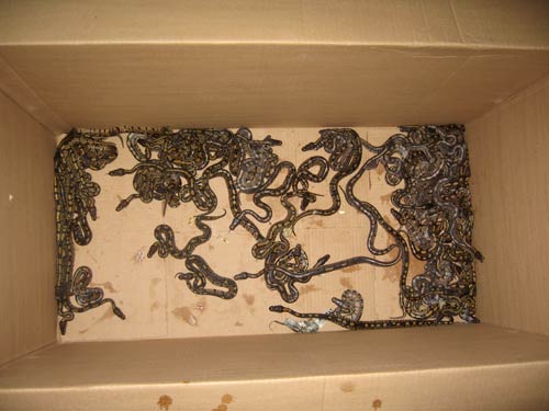 Imported CH Ball Python