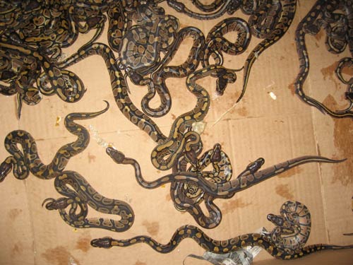 Imported CH Ball Python