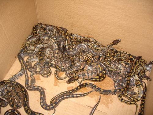 Imported CH Ball Python