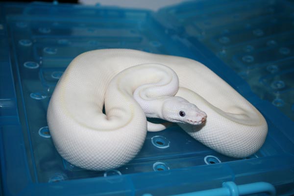 jan 19 lesser x mojave male