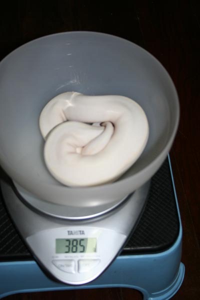 Feb 2 Bel Weight