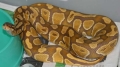 caramel dec 11 b