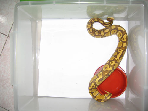 caramel in tub