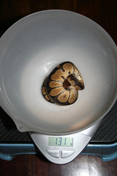 Feb 2 Clown Weight