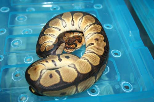 jan 19 crown male