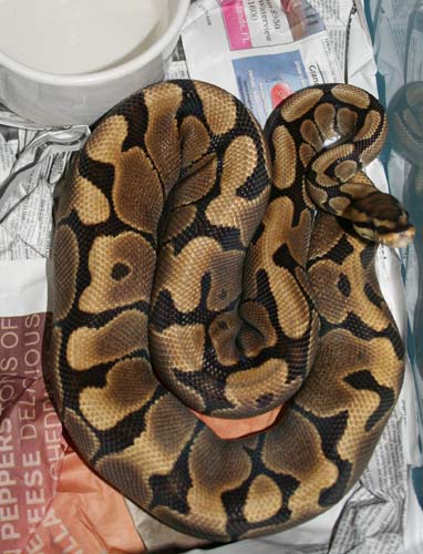 jan 19 enchi