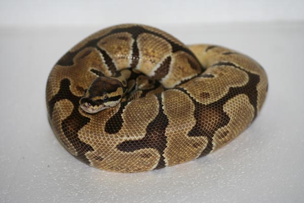 Feb 2 Enchi