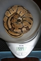 Feb 2 Enchi Weight