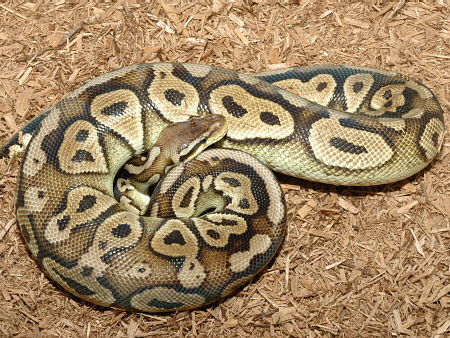 Female Pewter