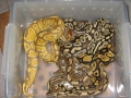 caramel, Mojave, Spider, Pastel