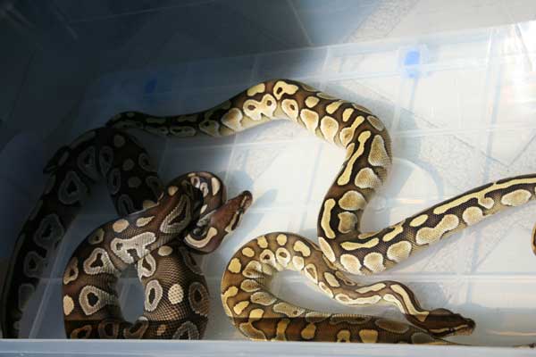 jan 20 mojave lesser butter