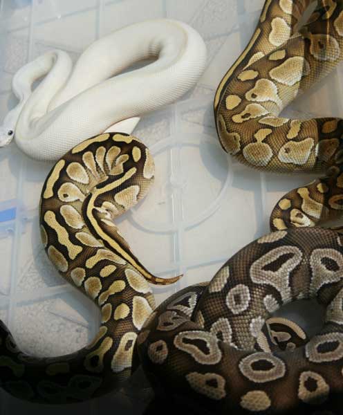 jan 20 mojave lesser butter bel b