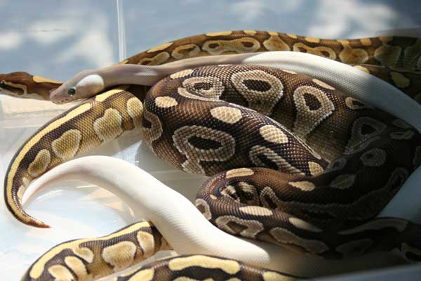 jan 20 mojave lesser butter bel