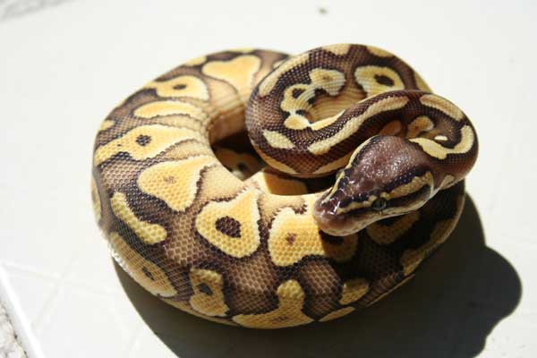 jan 20 lesser pastel male