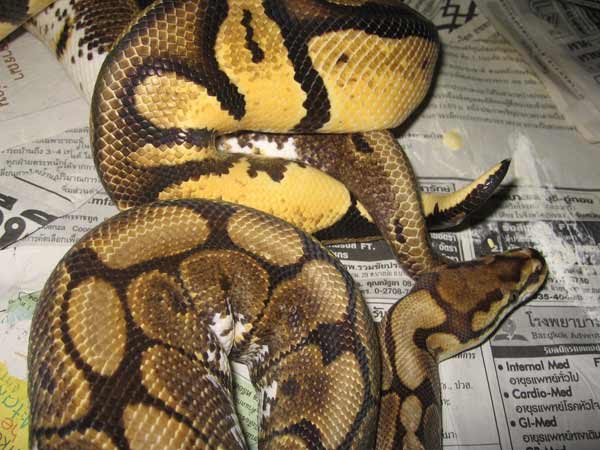 Jan 31 Male Pastel Lock With Female Spider Zoom