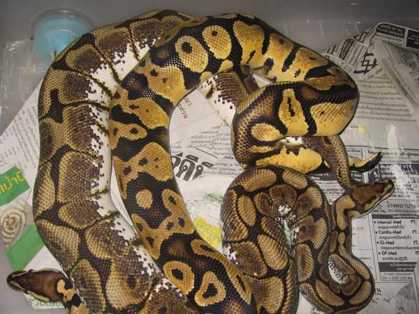 Jan 31 Male Pastel Lock With Female Spider 2