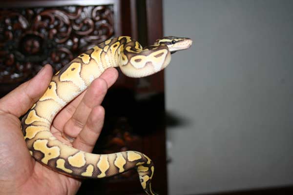jan 19 lesser pastel male