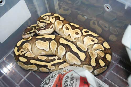 jan 19 lesser female