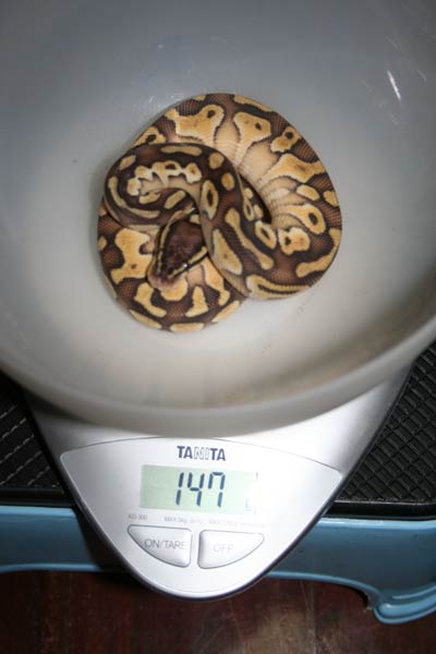 Feb 2 Lesser Pastel Weight