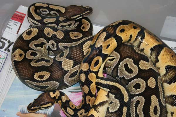 pastel x mojave dec 7 b