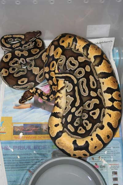 Jan 31 Male Pastel Lock With Female Mojave 1