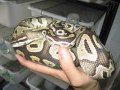 mojave2