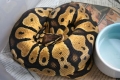 Pastel oct 11 b