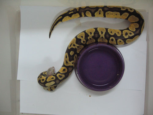 male pastel eating