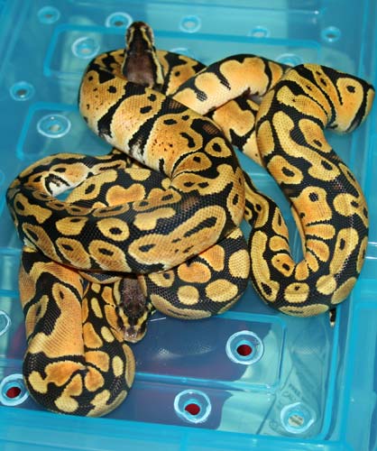 jan 19pastel female
