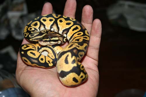 jan 19 pastel male
