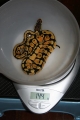 Feb 2 Pastel Female A Weight
