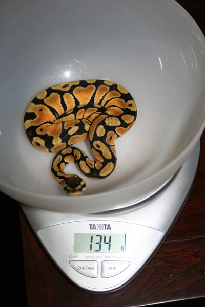 Feb 2 Pastel Female B Weight