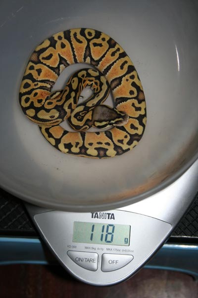 Feb 2 Pog Female Weight