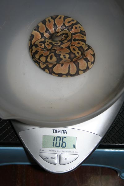 Feb 2 Pog Male Weight